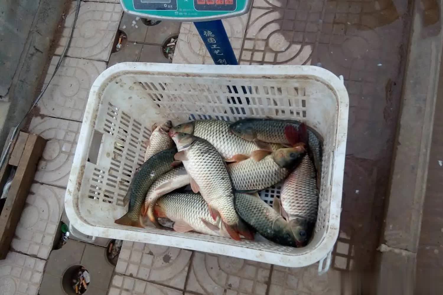 做一两个铅, tenan, 就是主钓前